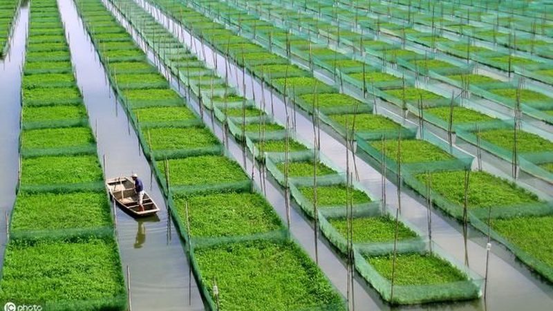 高原蓝莓种植基地：揭秘优质产地的选择标准**