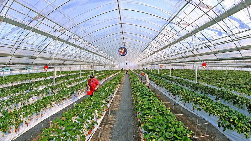 中药材种植技术标准规范，如何确保品质与合规？**