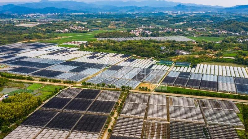 尿素施肥后多久见效？科学施肥方法解析**
