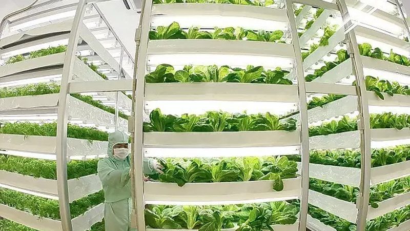 家庭农场与合作社：两种农业经营模式的差异解析