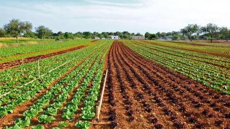 大棚种植项目投资回报率：揭秘高效农业的盈利密码**