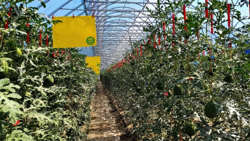 粮食种植资质在全国范围内是通用的。这是因为：