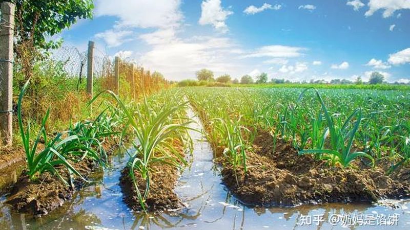 粮食种植，品牌之选：揭秘十大厂家直销的秘密