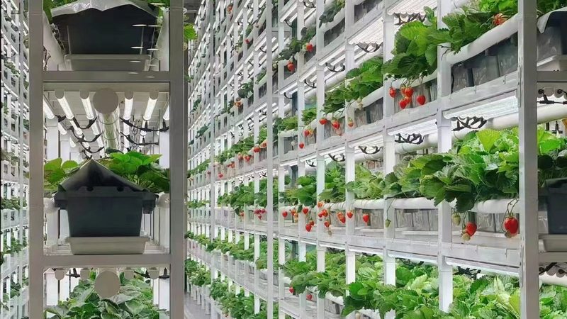 合作社补贴申请，这些技巧你掌握了吗？**